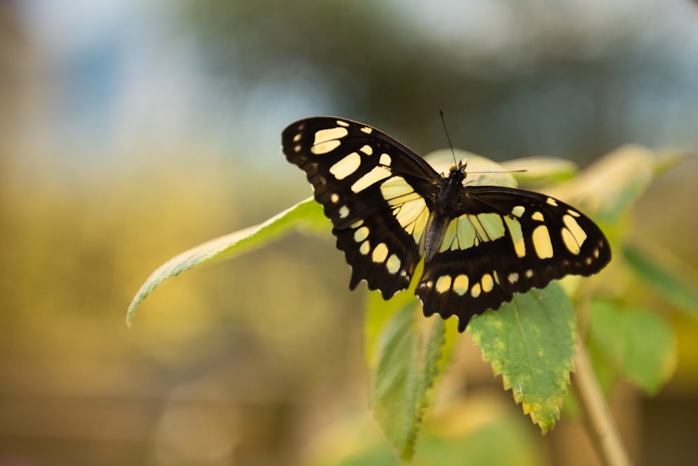 black and white butterfly on green leaf