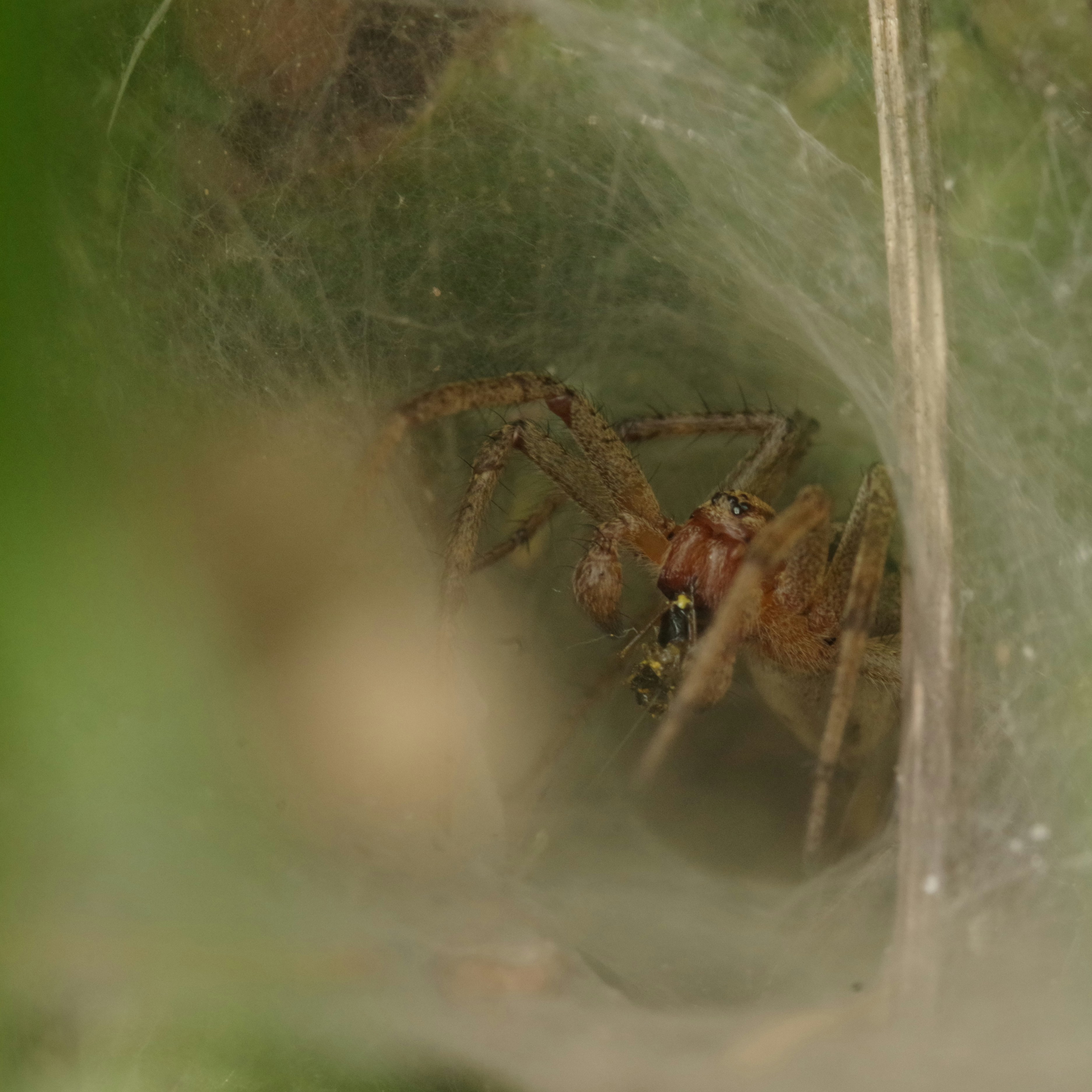 Fotomural brown spider on web in close up photography