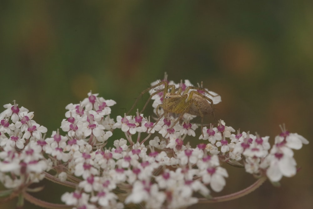brown spider on pink and white flowers