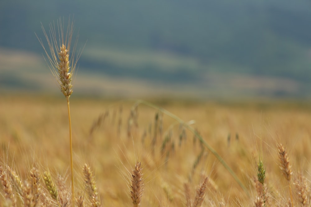 brown wheat field during daytime