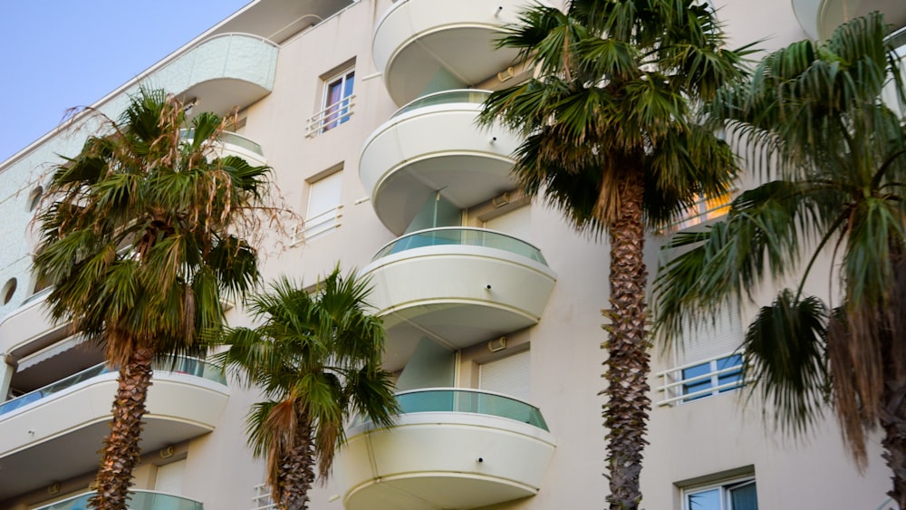 palm tree in front of white concrete building