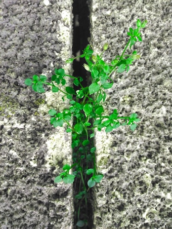 A green plant is growing from a narrow crack in a rough, textured stone or concrete surface. The vibrant leaves contrast with the gray background, highlighting the plant's resilience and vitality.