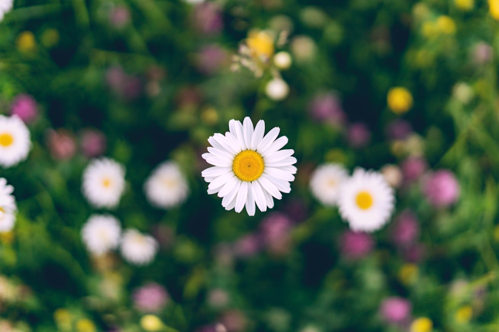 white daisy in bloom during daytime