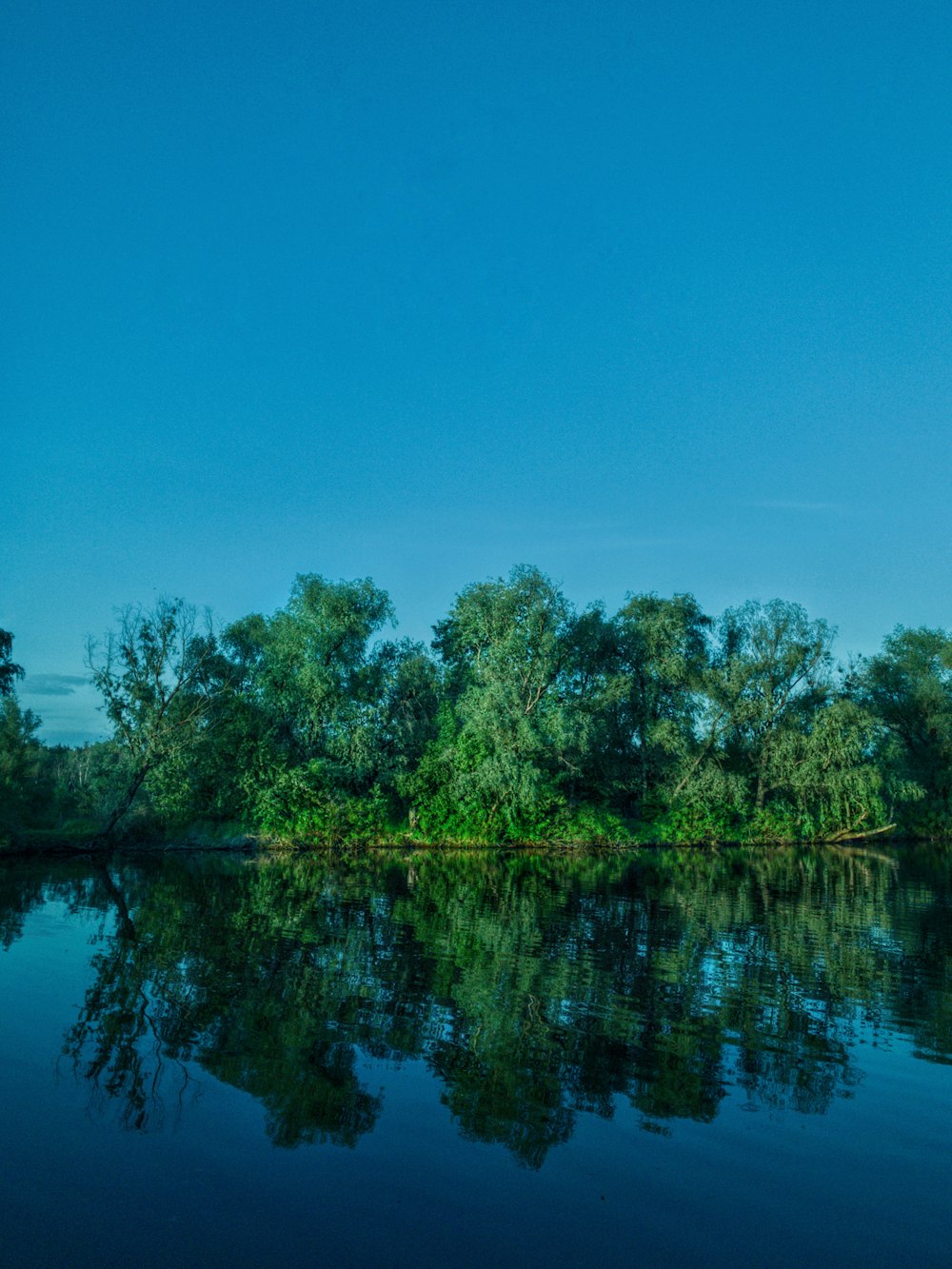 green trees beside body of water during daytime