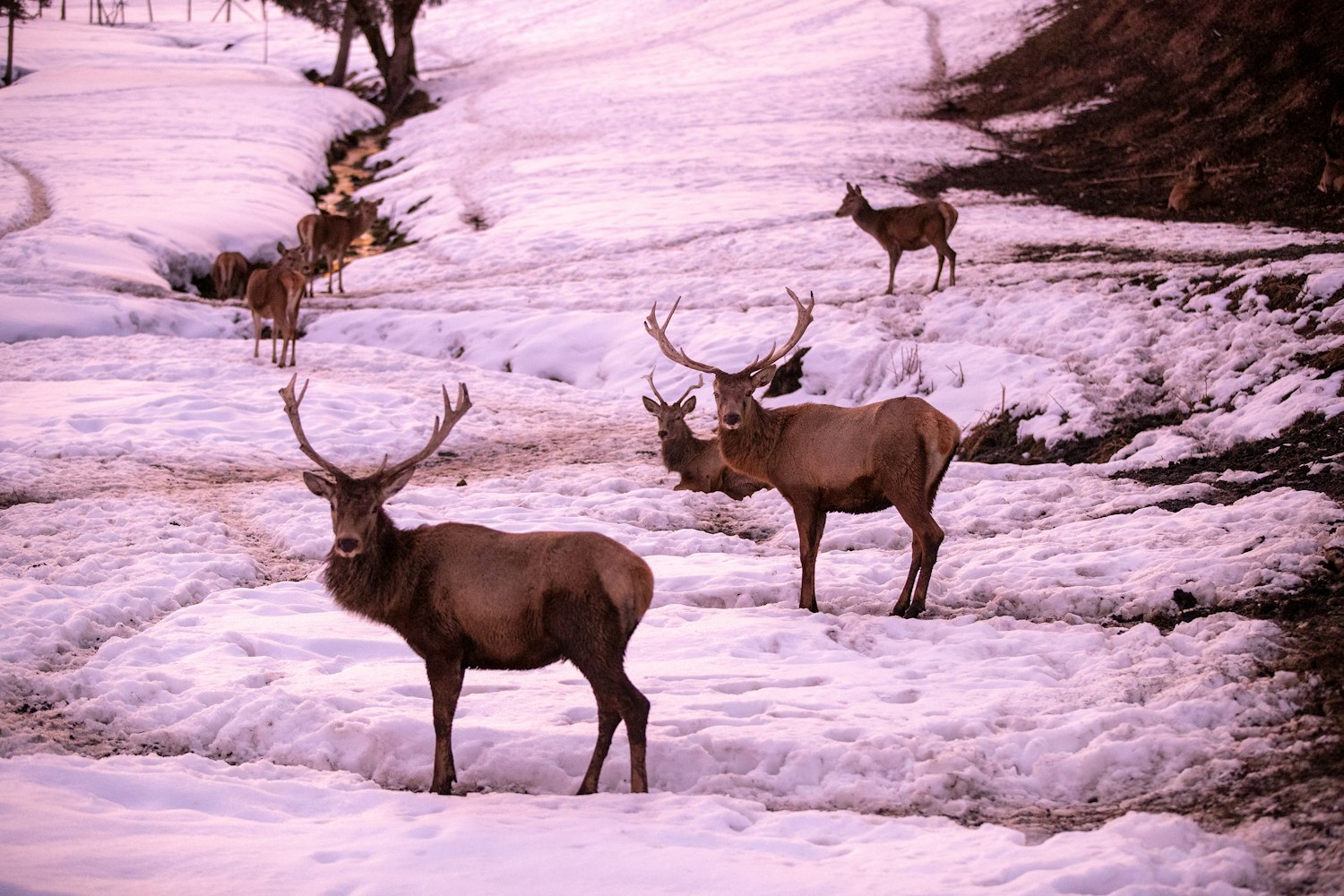 Legislature Strips Game and Fish of Elk Feedground Closure Power