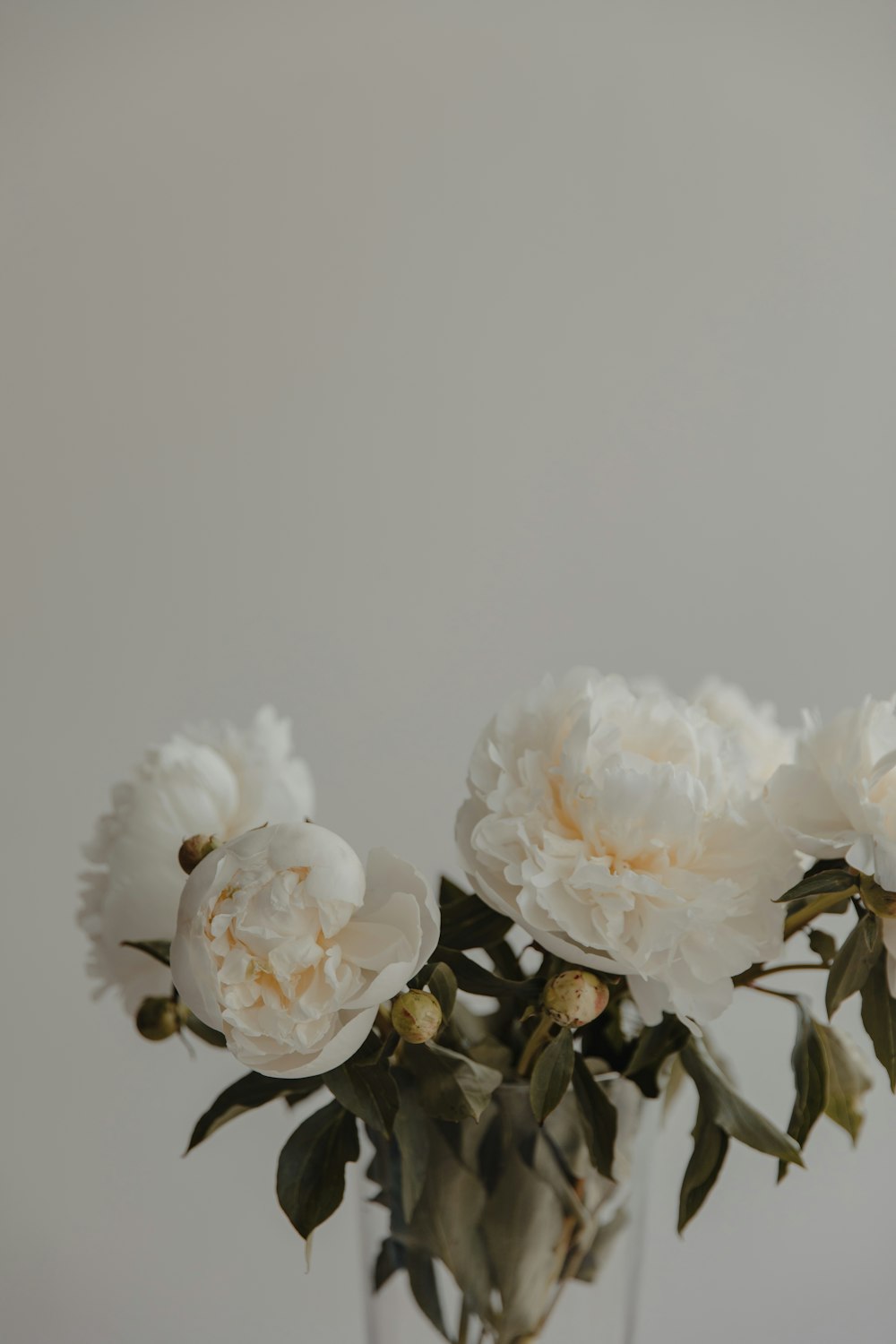 white flowers on white background