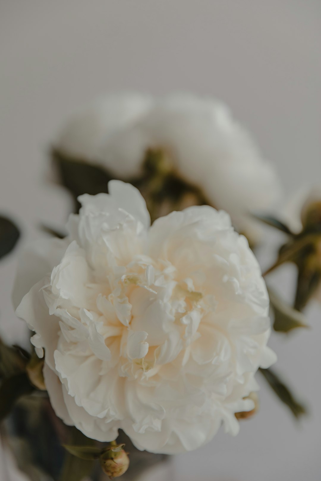 white flower in tilt shift lens