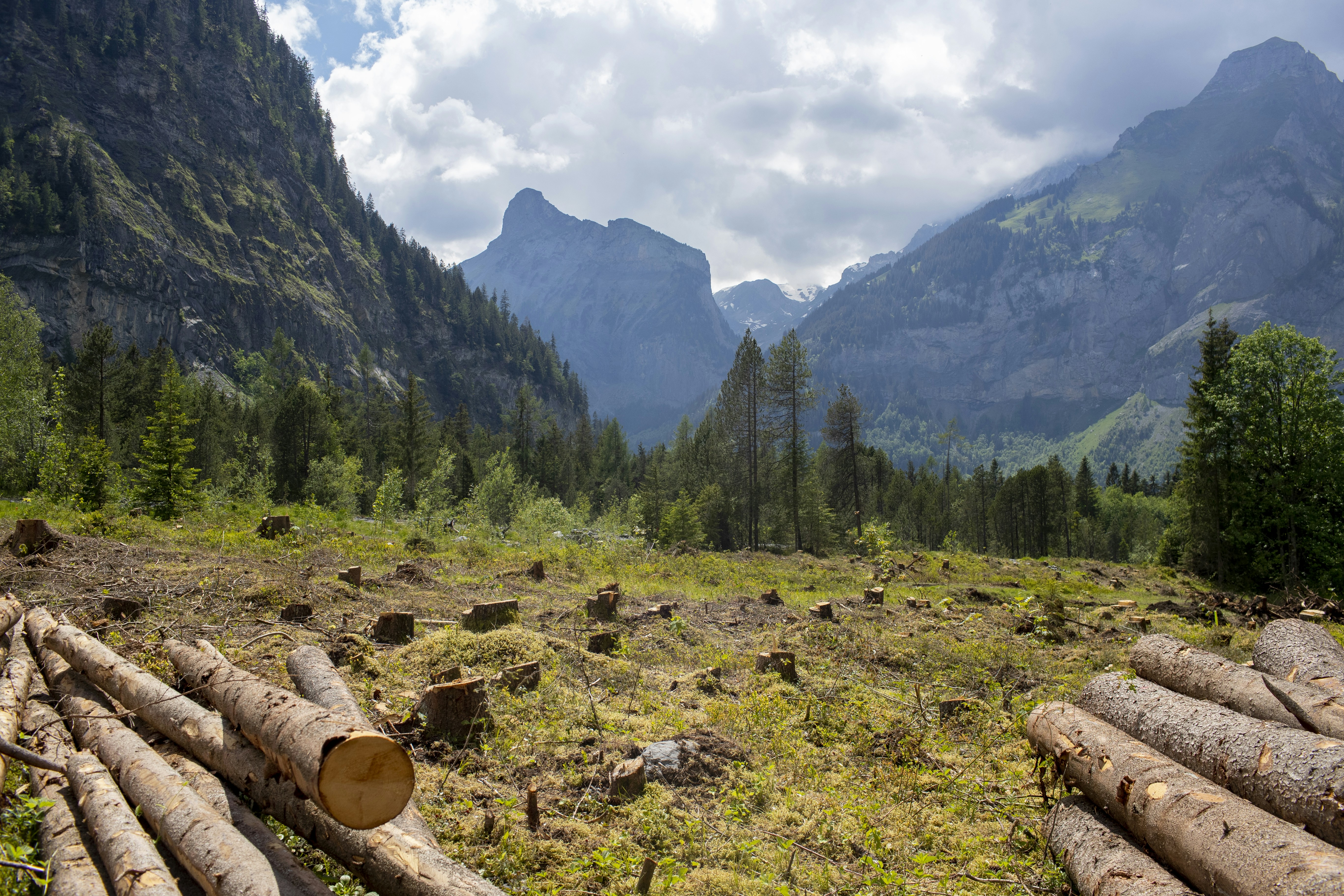 green grass field near green trees and mountains during daytime