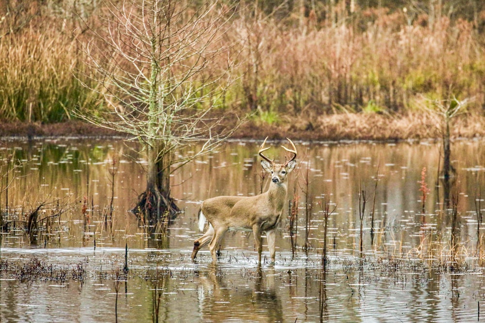 brown deer on river during daytime