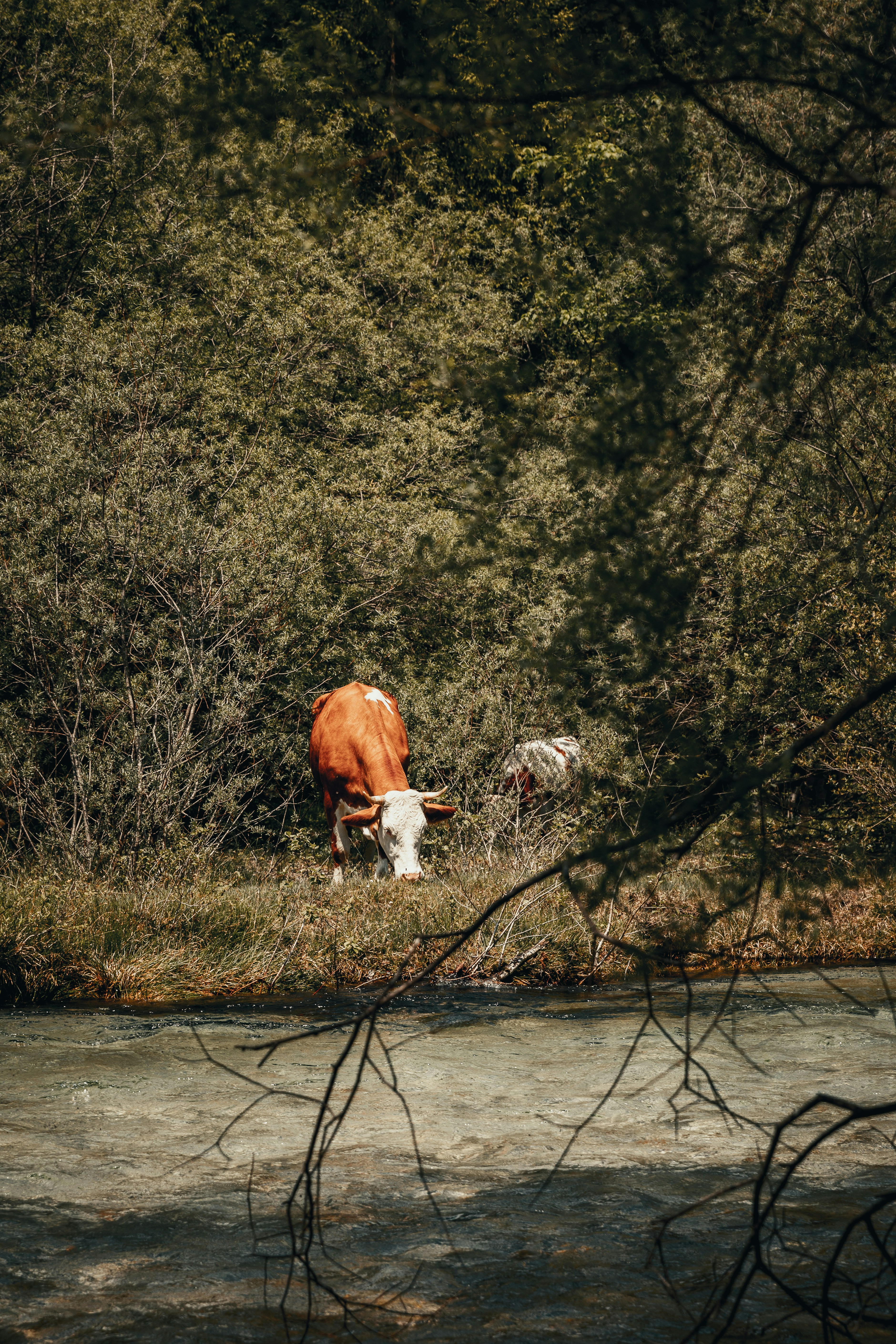 Photo by patresinger