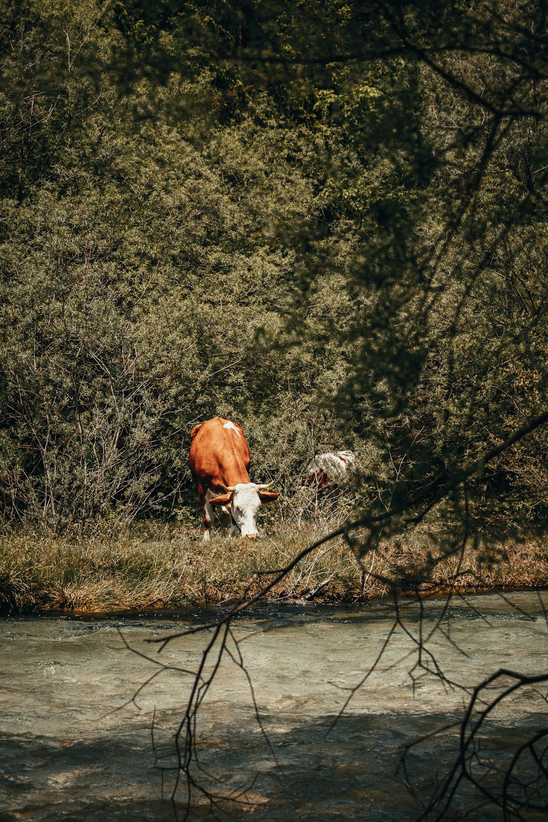 brown cow on river during daytime