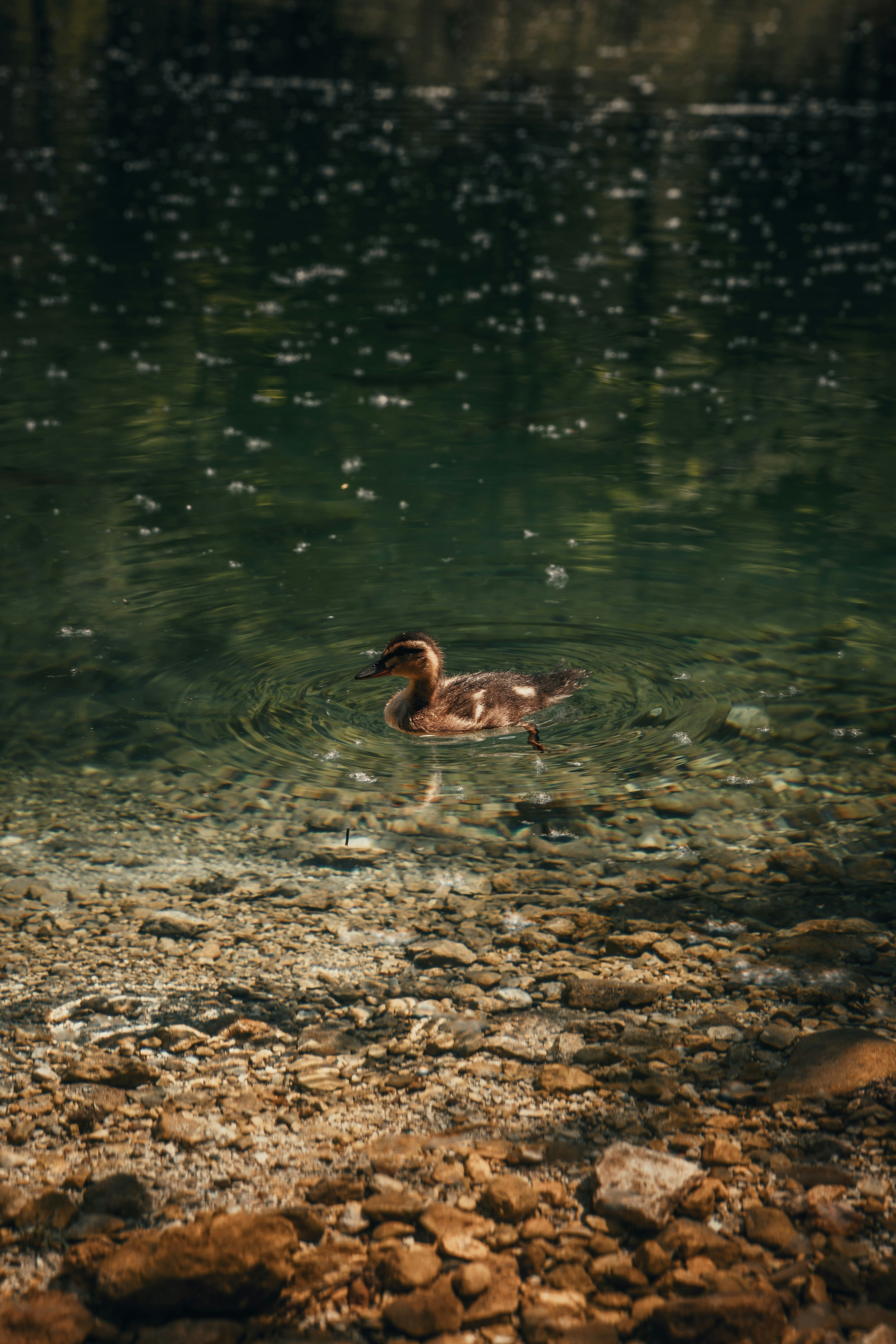 Photo by patresinger