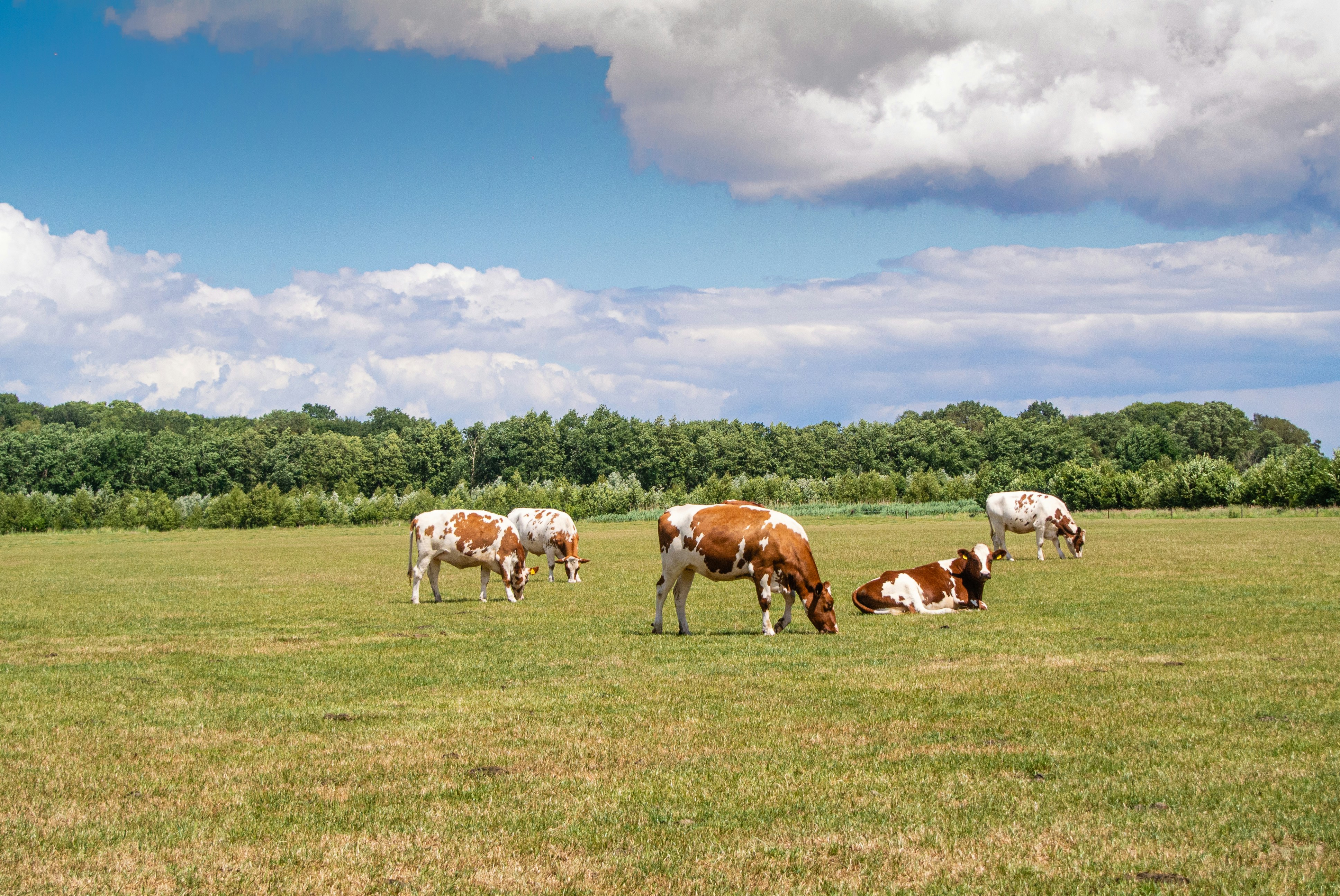Afbeelding van Renswoude