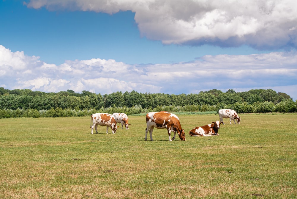 vaca branca e marrom no campo de grama verde sob o céu azul durante o dia