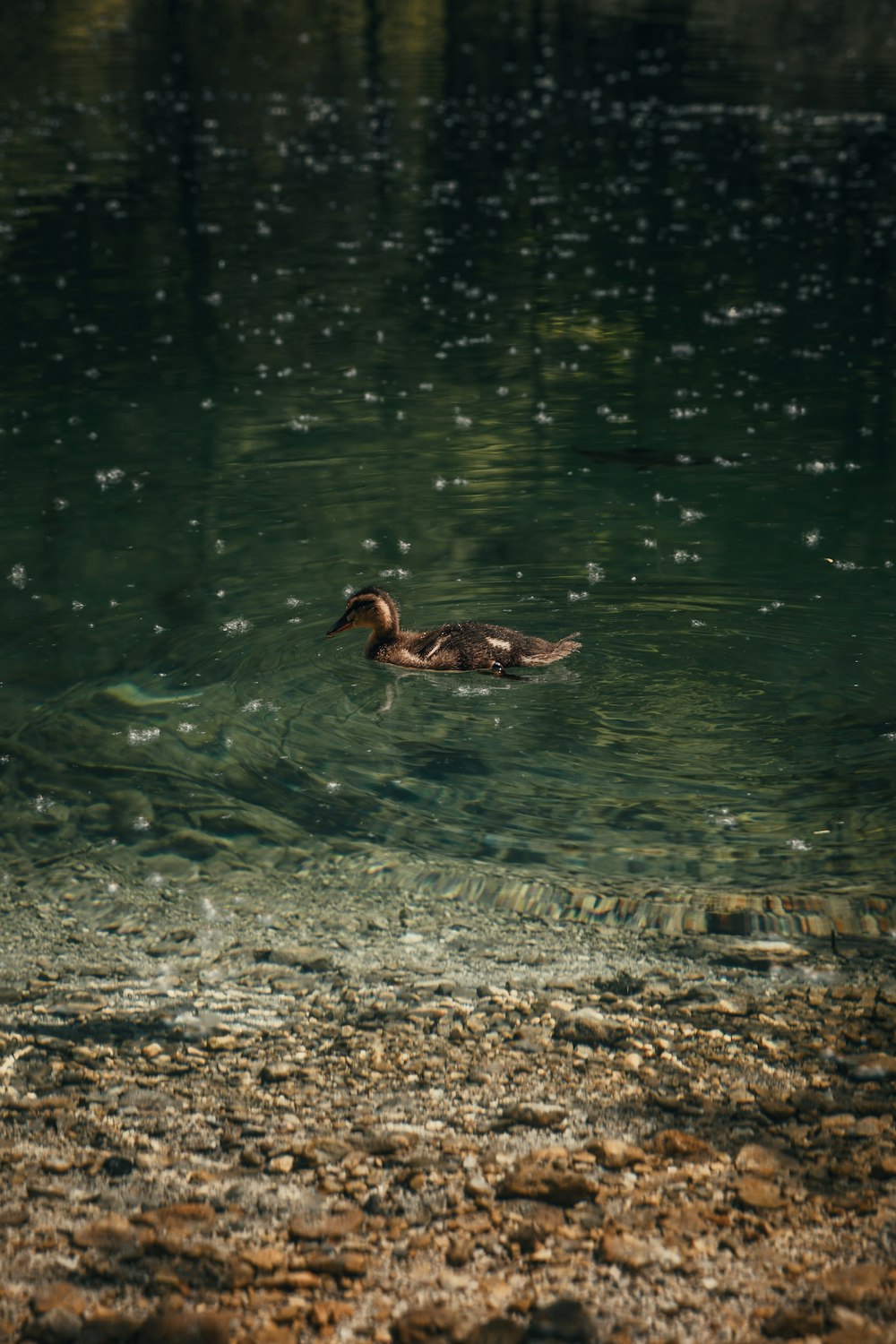 brown duck on water during daytime