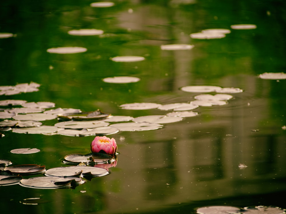 pink and orange bird on water lily
