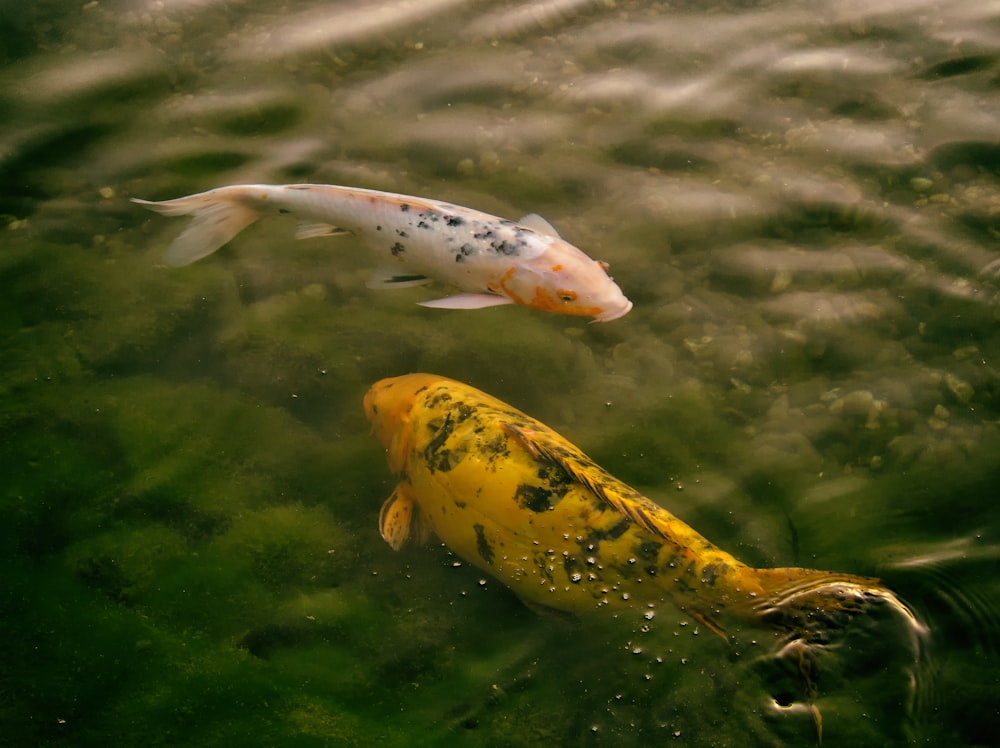 yellow and white fish on water