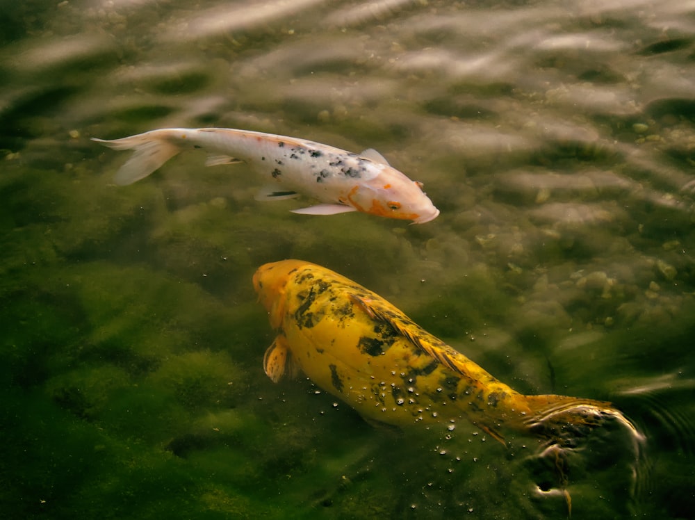 gelbe und weiße Fische auf dem Wasser