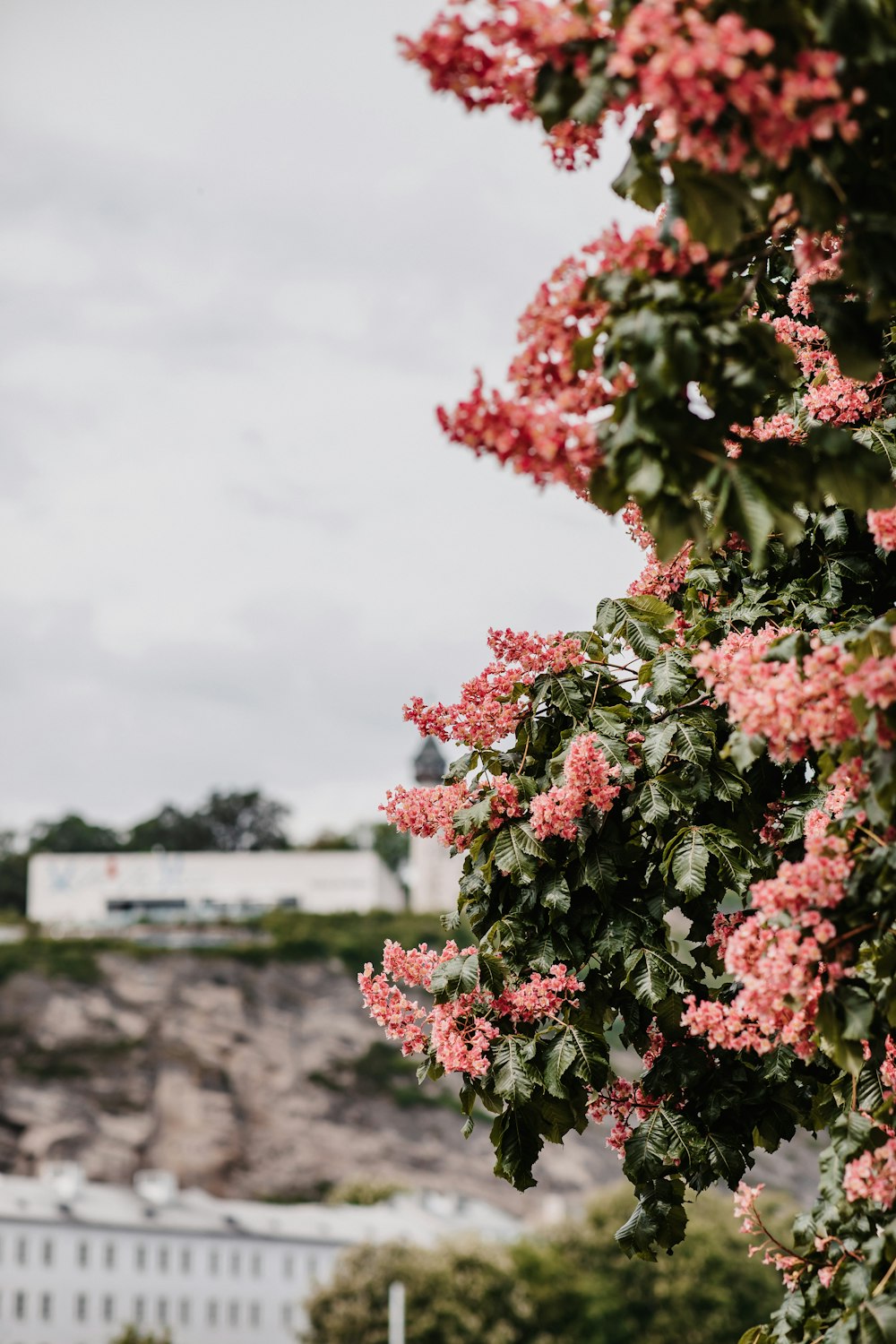 red and green tree near body of water during daytime