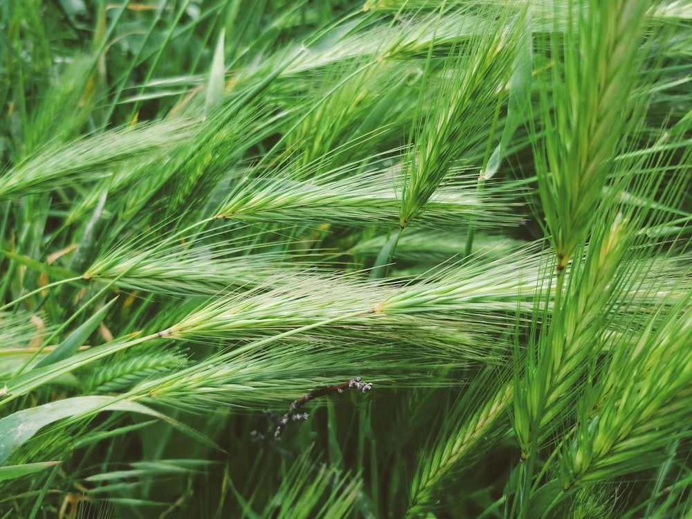 water dew on green grass