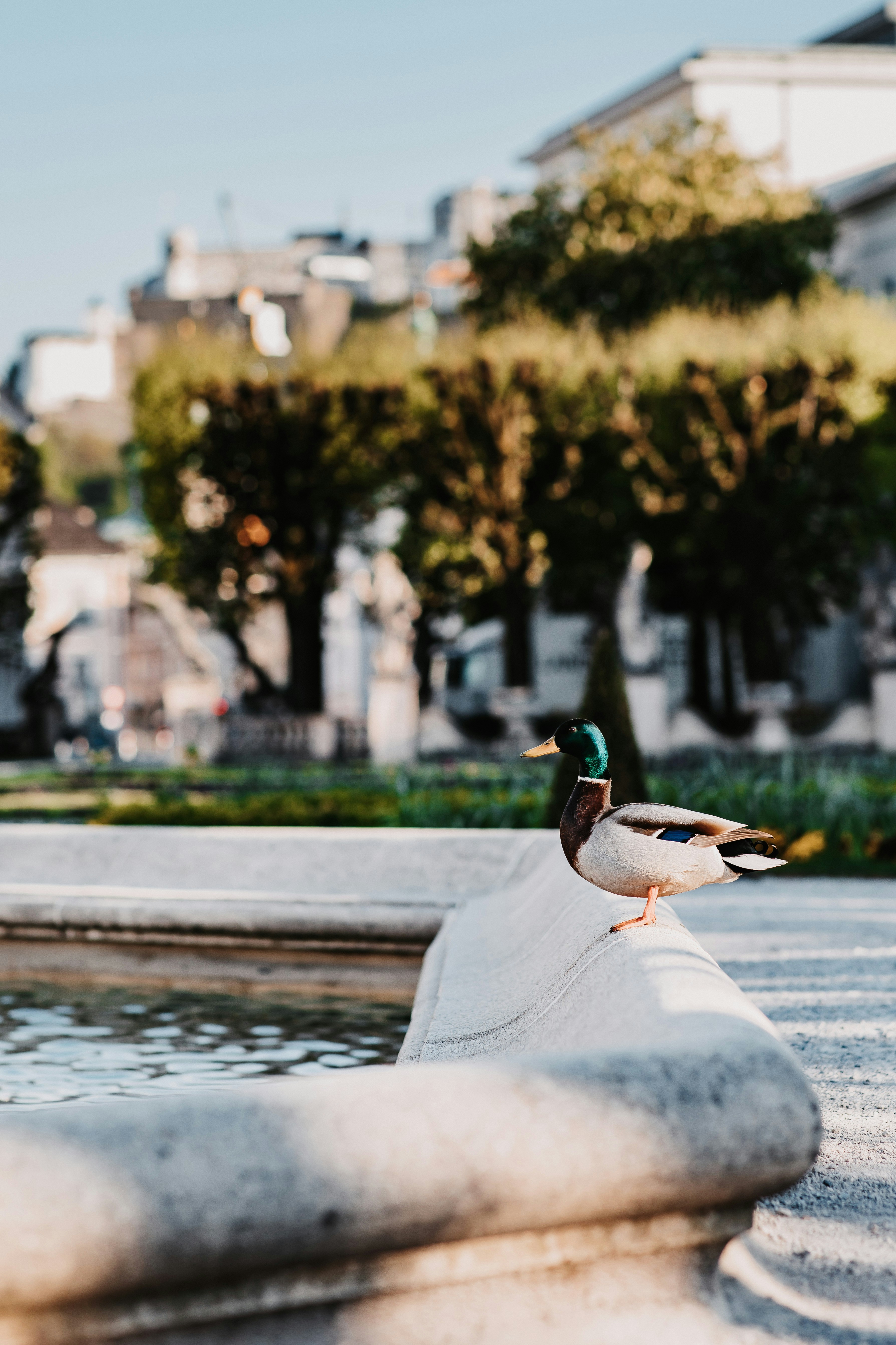 Photo by patresinger