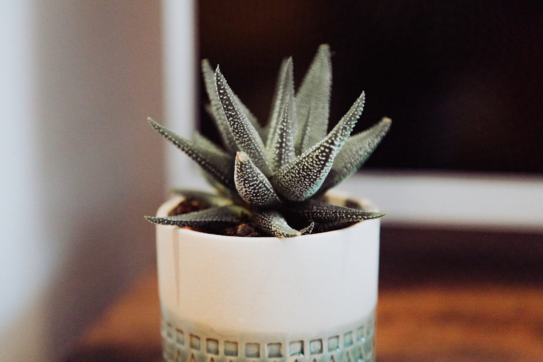 green cactus plant in white ceramic pot