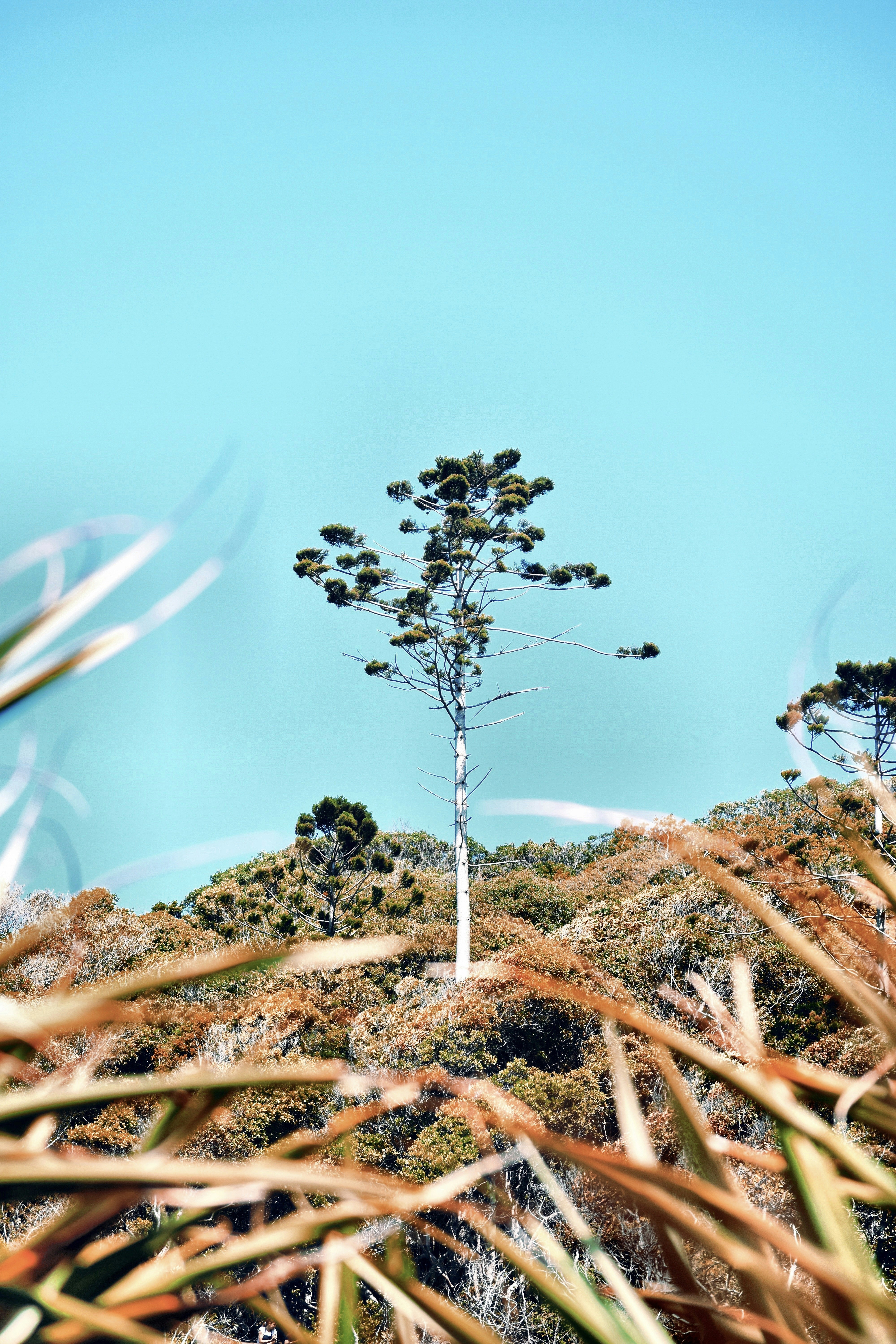 green tree on brown grass field under blue sky during daytime