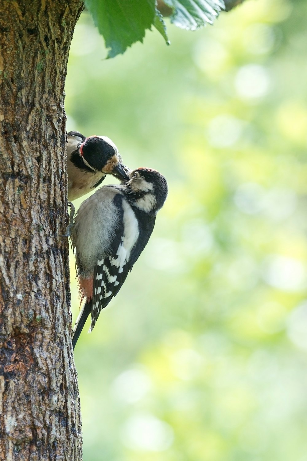 black and yellow bird on tree branch during daytime