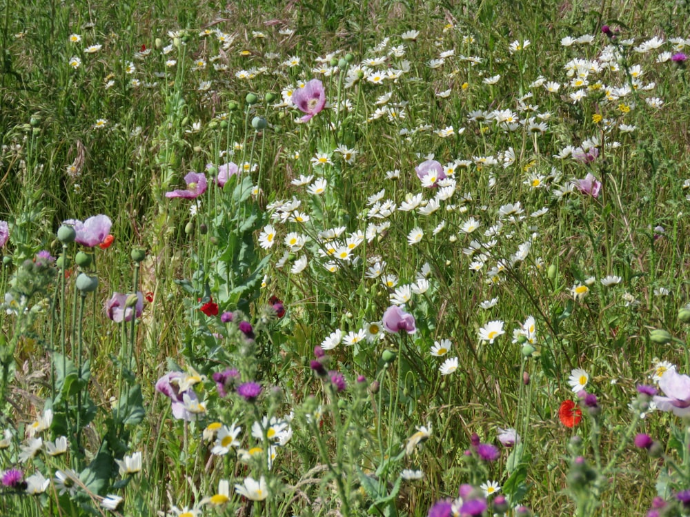 pink and white flower field during daytime