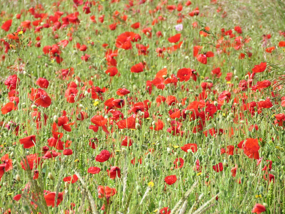 red flower field during daytime