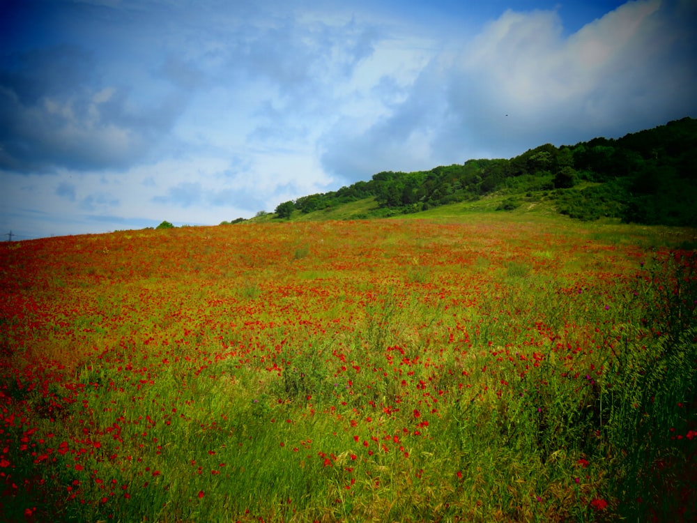 campo di erba verde sotto il cielo blu durante il giorno