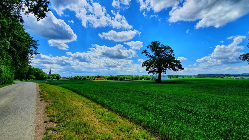 green grass field with green tree under blue sky and white clouds during daytime