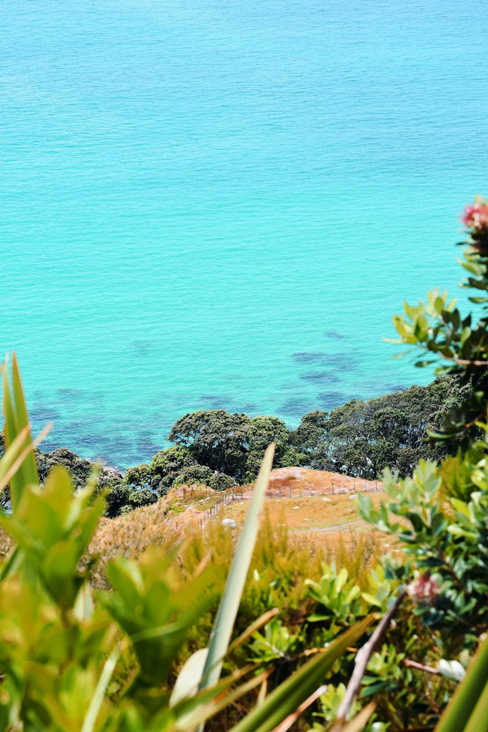 erba verde su terreno marrone vicino a specchio d'acqua durante il giorno