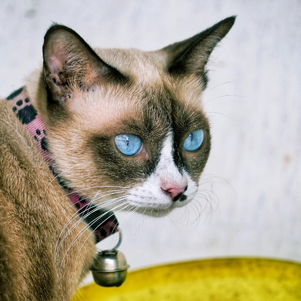 brown and black short fur cat