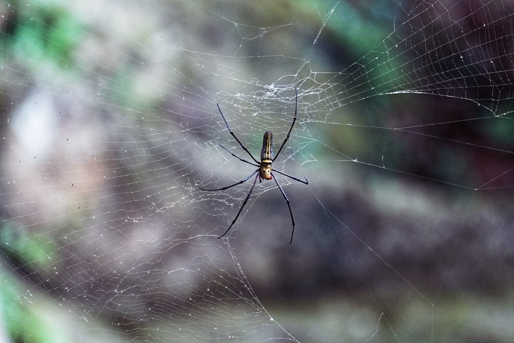 brown and black spider on web in close up photography during daytime