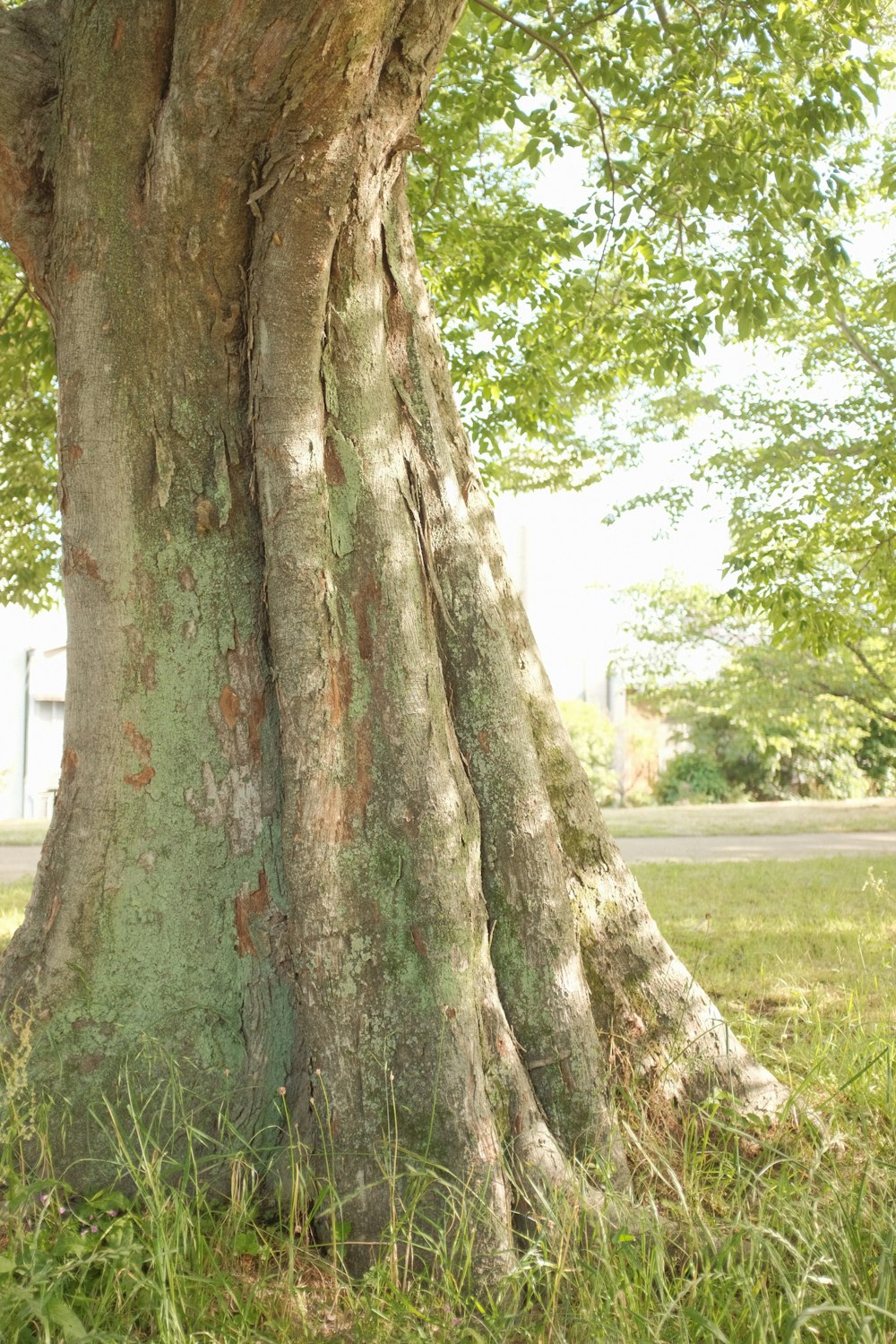 tronco marrom da árvore durante o dia