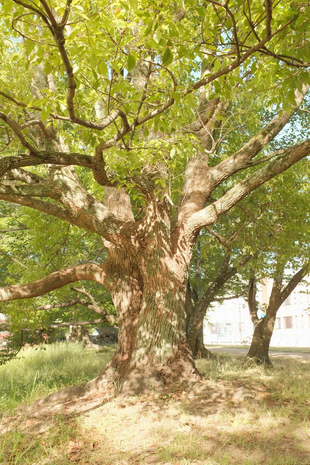 green tree near white house during daytime