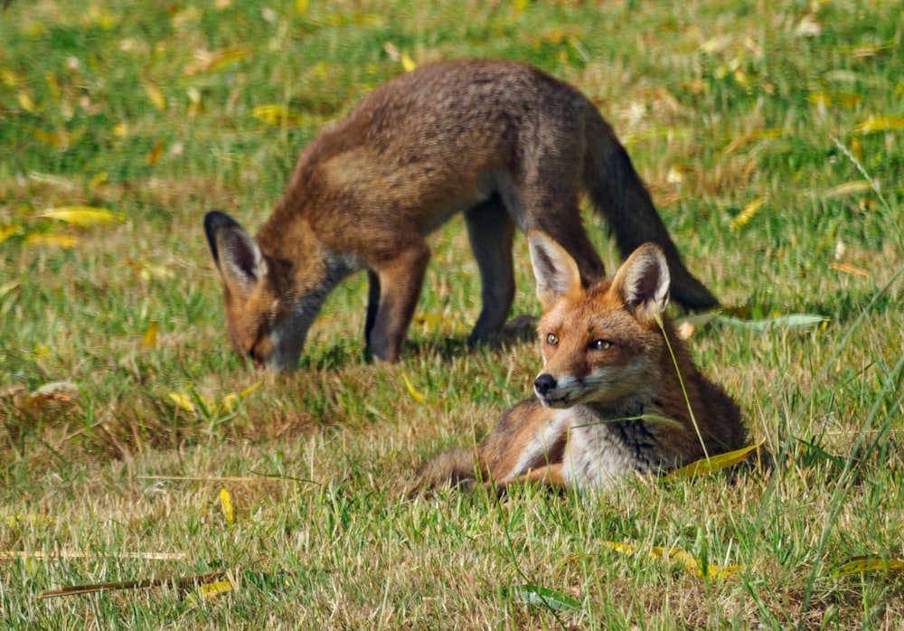 brown and white fox on green grass during daytime