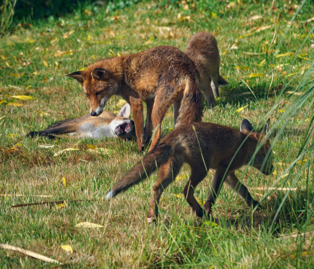 brown fox on green grass field during daytime