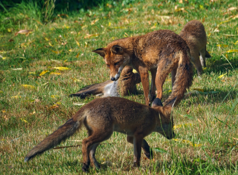brown fox on green grass during daytime