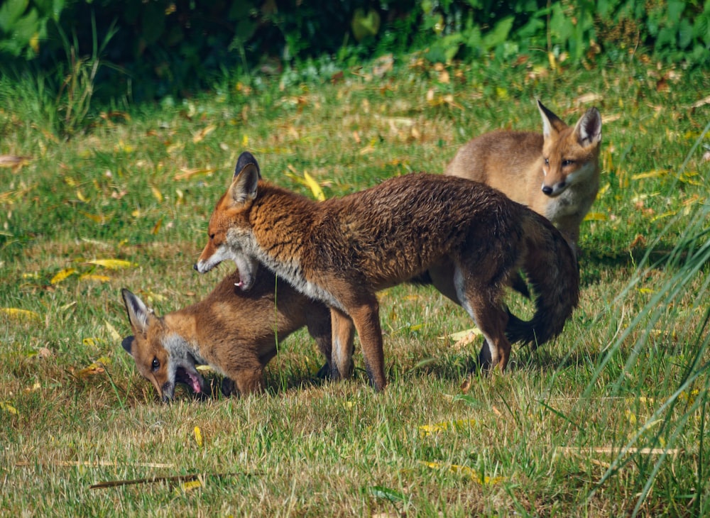 brown and black fox on green grass during daytime