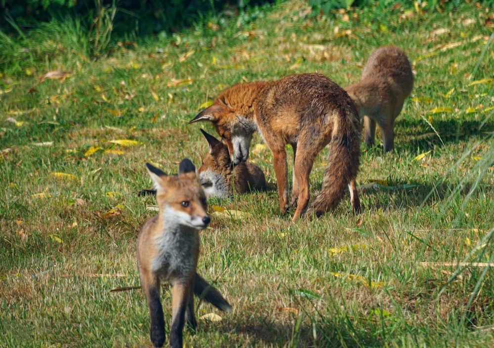 brown fox on green grass during daytime