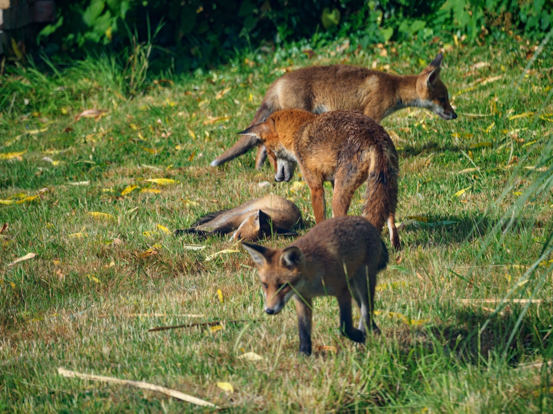 brown and black fox on green grass during daytime