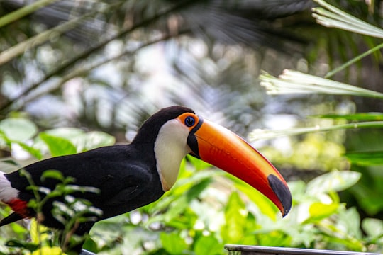 black yellow and red bird in Singapur Zoo Singapore