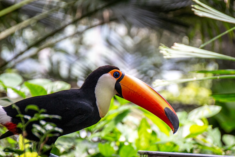 black yellow and red bird