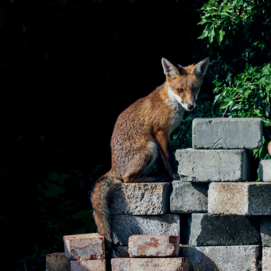 brown fox on brown brick wall