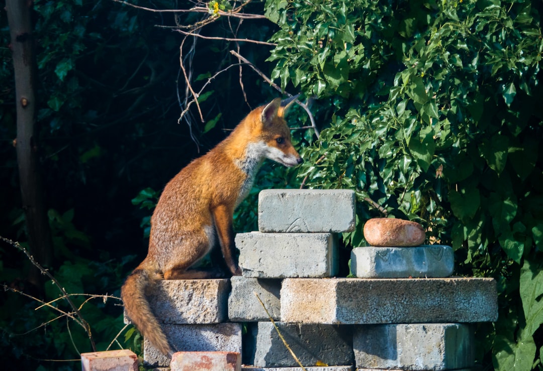 fox on gray concrete blocks