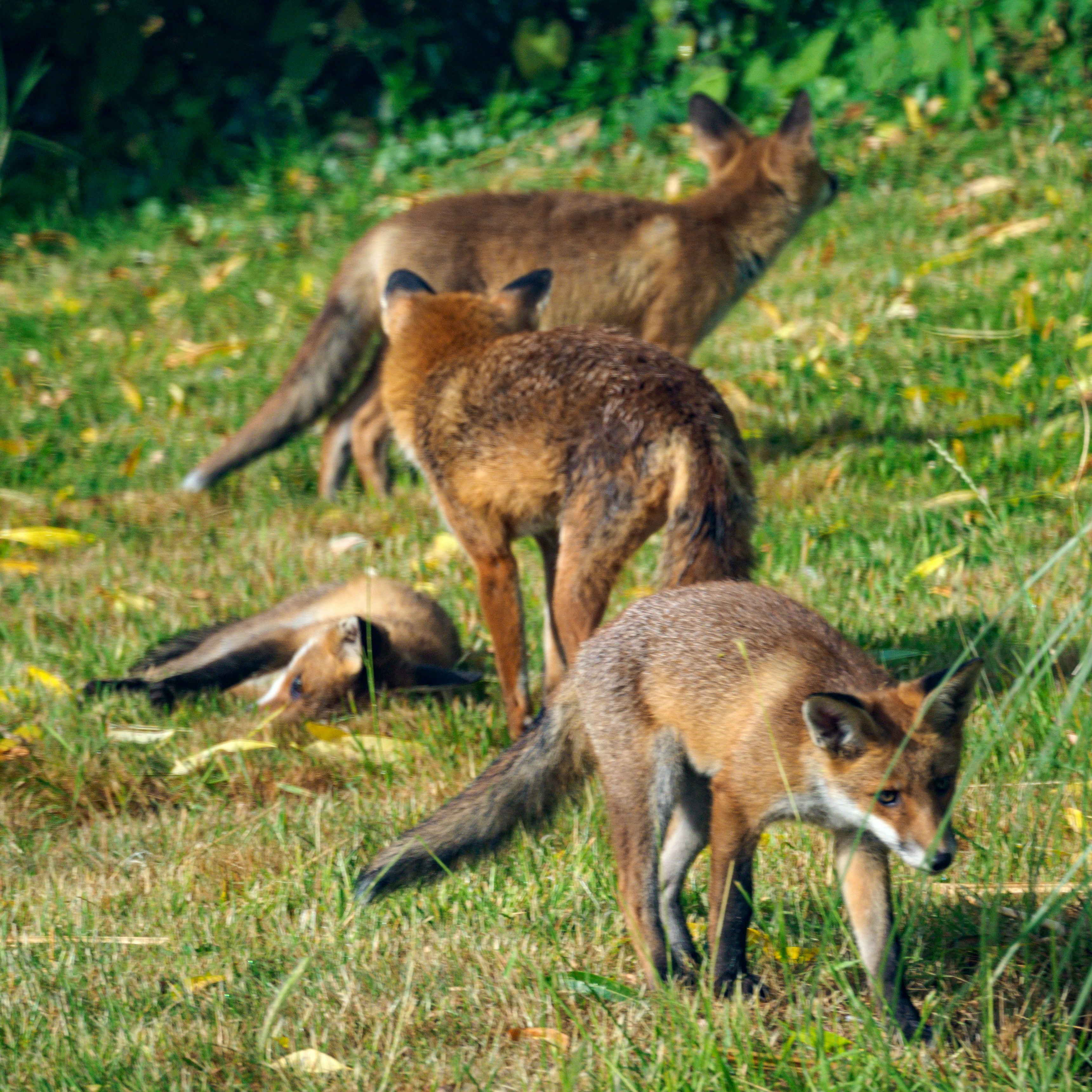 Photo by brett_jordan