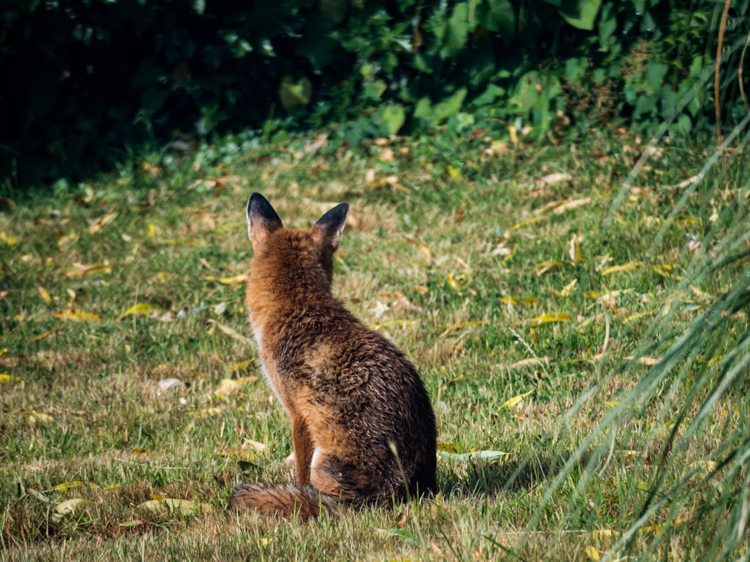 brown kangaroo on green grass field during daytime