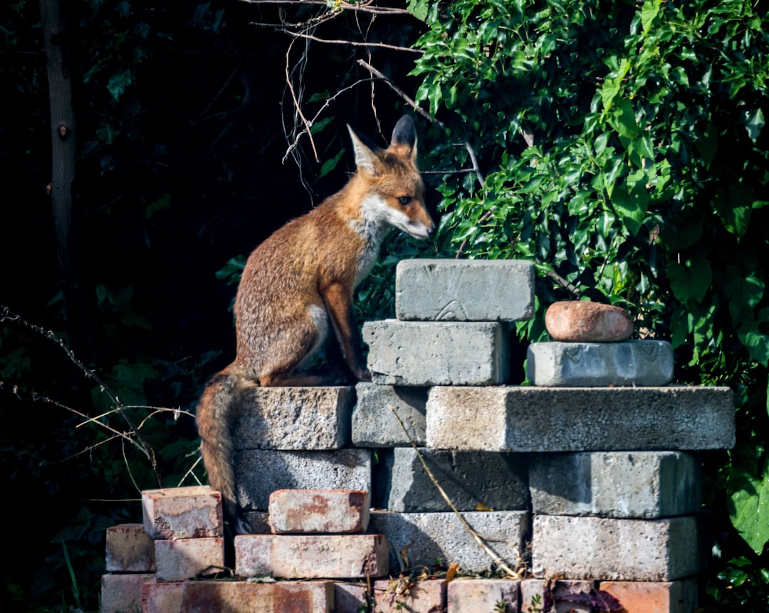 brown fox on gray brick wall